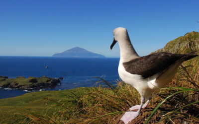 Daleč je Južni otok, Tristan da Cunha pa še precej dlje