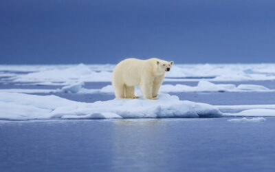 Ali bo Grenlandija naslednja Trumpova “specialna vojaška operacija” po receptu Vladimirja Putina?